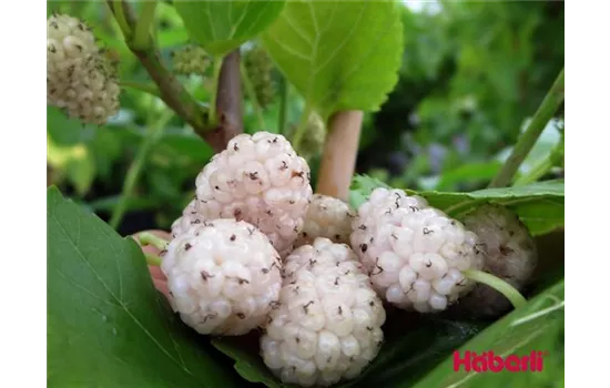 Morus alba 'Dolce Vita'