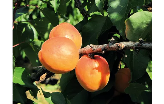 Prunus armeniaca 'Compacta'®