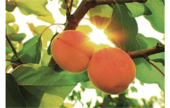 Prunus armeniaca 'Kuresia'®