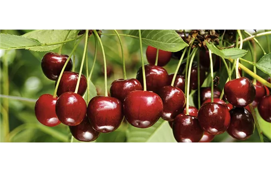 Prunus avium 'Sylvia'® Prunus avium 'Sylvia'®