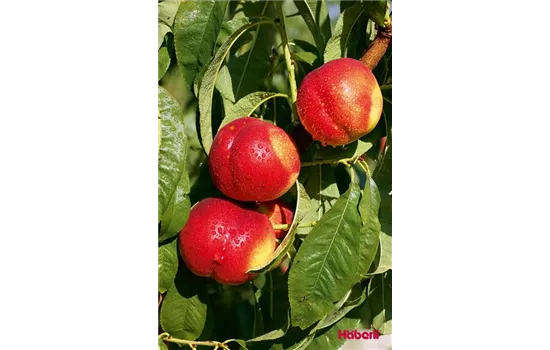 Prunus persica var. nucipersica 'Fantasia' Prunus persica var. nucipersica 'Fantasia'