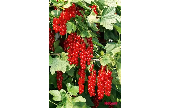 Ribes rubrum 'Detvan' Ribes rubrum 'Detvan'