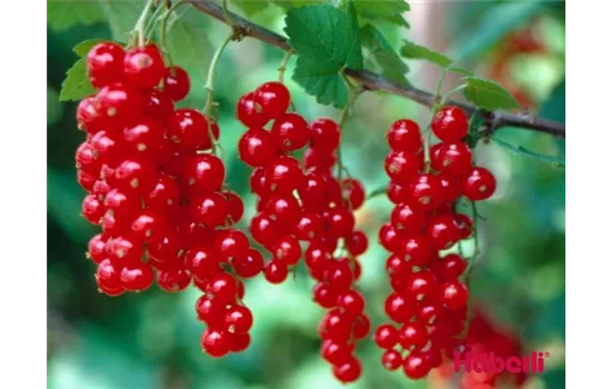 Ribes rubrum 'Jonkheer van Tets' Ribes rubrum 'Jonkheer van Tets'