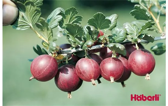 Ribes uva-crispa 'Dr. Bauer´s® Rokula(s)'