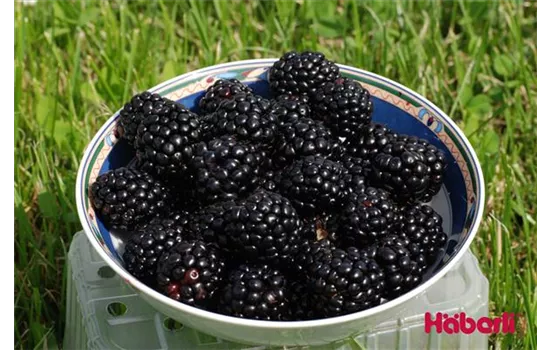 Rubus fruticosus 'Asterina'®