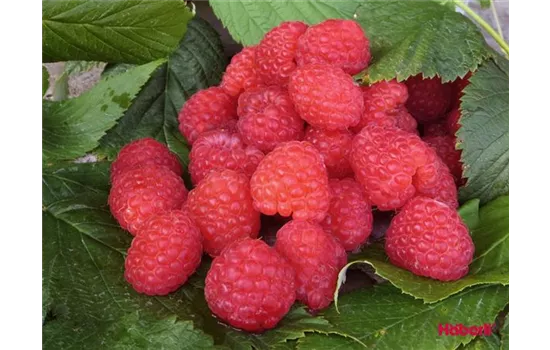 Rubus idaeus 'Dr. Bauers® Rusilva(s) Biharvest'