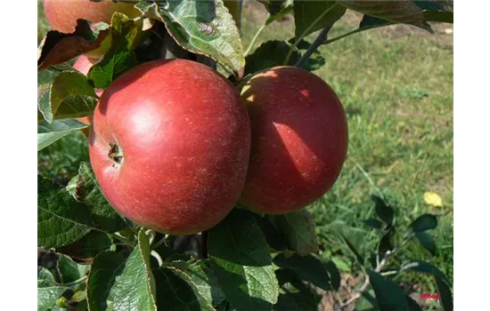 Malus domestica 'Roter Cox Orange' Malus domestica 'Roter Cox Orange'