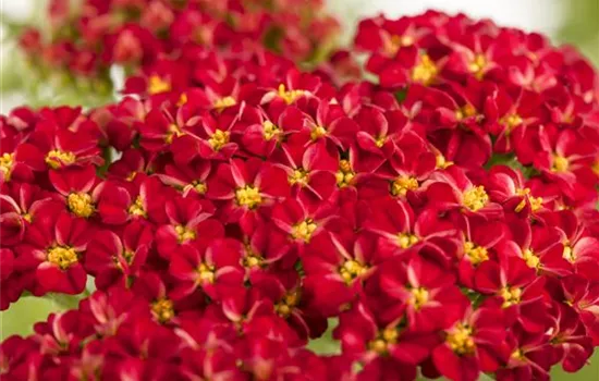 Achillea millefolium, rot Achillea millefolium, rot