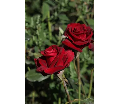 Rosa 'Black Baccara'® Rosa 'Black Baccara'®