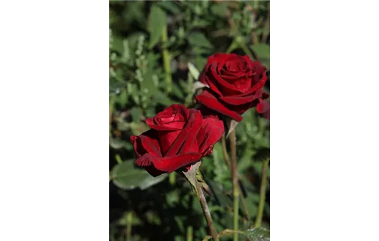 Rosa 'Black Baccara'® Rosa 'Black Baccara'®