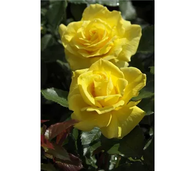 Rosa 'Friesia'® Rosa 'Friesia'®