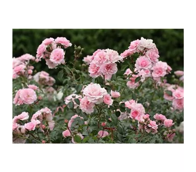 Rosa 'Bonica 82'® Rosa 'Bonica 82'®