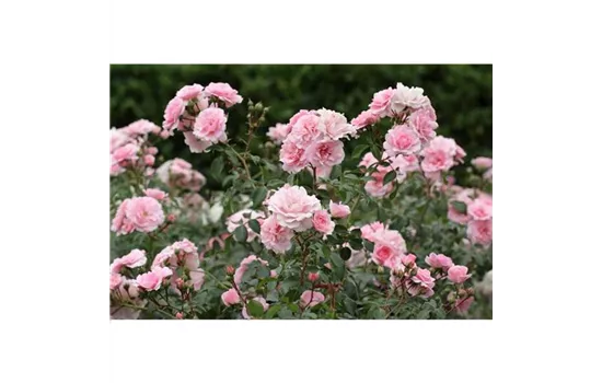 Rosa 'Bonica 82'®, Stamm Rosa 'Bonica 82'®, Stamm