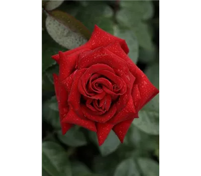 Rosa 'Ingrid Bergmann'®, Stamm Rosa 'Ingrid Bergmann'®, Stamm