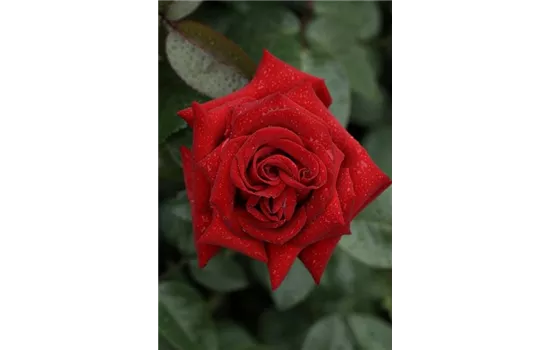 Rosa 'Ingrid Bergmann'® Rosa 'Ingrid Bergmann'®