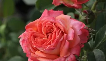 Edelrose 'Feurio'®(s)