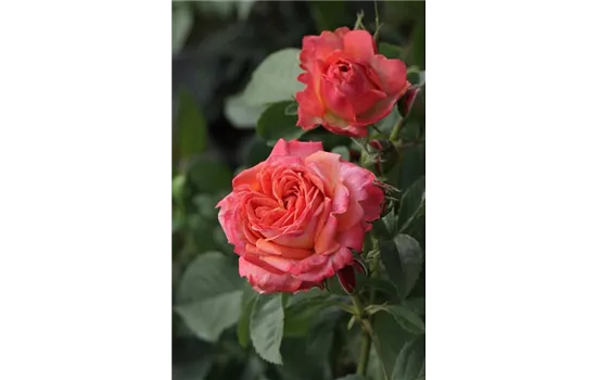 Rosa 'Feurio'®(s) Rosa 'Feurio'®(s)