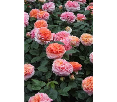 Rosa 'Chippendale'® Rosa 'Chippendale'®