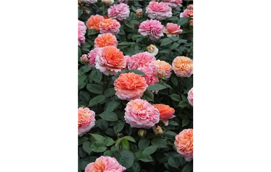 Rosa 'Chippendale'® Rosa 'Chippendale'®