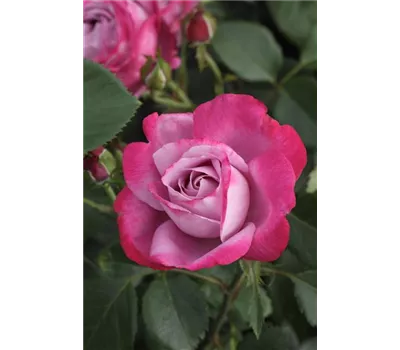Rosa 'Blue River'® Rosa 'Blue River'®