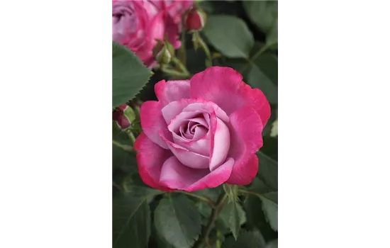 Rosa 'Blue River'® Rosa 'Blue River'®