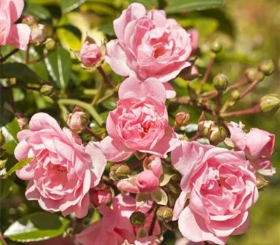 Rosa 'The Fairy' Rosa 'The Fairy'