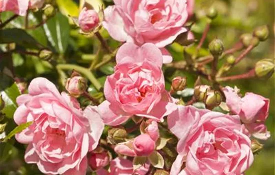 Rosa 'The Fairy' Rosa 'The Fairy'