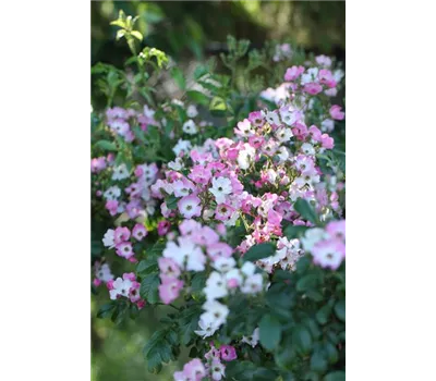 Rosa 'Ballerina' Rosa 'Ballerina'