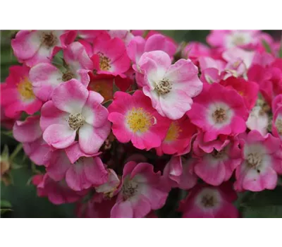 Rosa 'Mozart' Rosa 'Mozart'