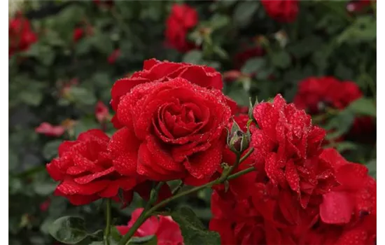 Rosa 'Santana'® Rosa 'Santana'®