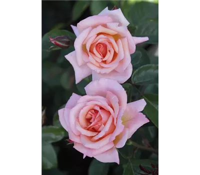 Rosa 'Compassion'® Rosa 'Compassion'®