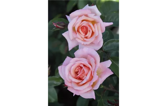 Rosa 'Compassion'® Rosa 'Compassion'®