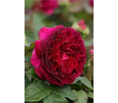 Rosa 'Falstaff'® Rosa 'Falstaff'®