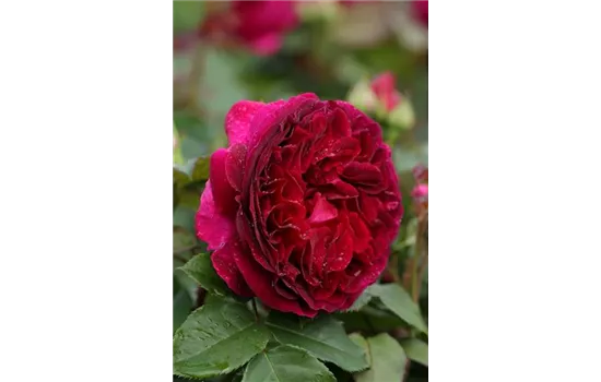Rosa 'Falstaff'® Rosa 'Falstaff'®