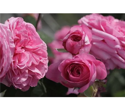 Rosa 'Gertrude Jekyll'® Rosa 'Gertrude Jekyll'®