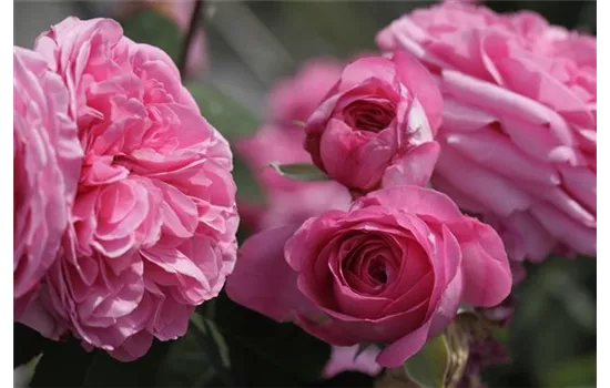 Rosa 'Gertrude Jekyll'® Rosa 'Gertrude Jekyll'®