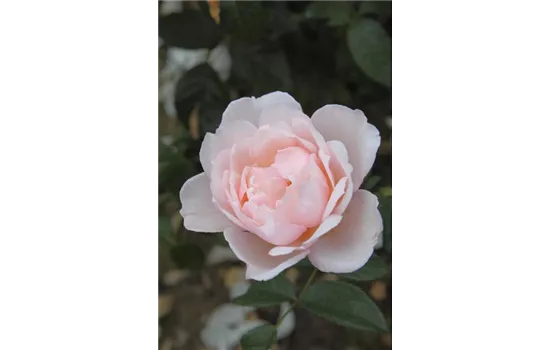 Rosa 'The Generous Gardener'® Rosa 'The Generous Gardener'®