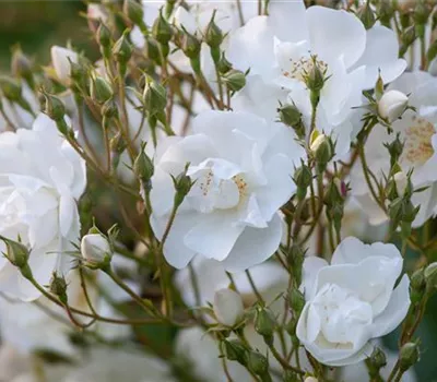 Rosa 'Bobby James' Rosa 'Bobby James'