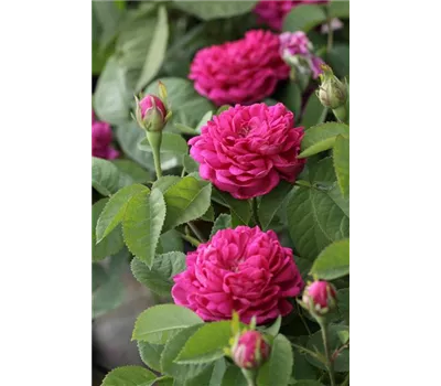Rosa 'Rose de Resht', Stamm