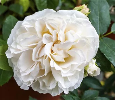 Rosa 'Boule de Neige' Rosa 'Boule de Neige'
