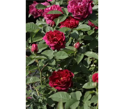 Rosa 'Darcey Bussell'® Rosa 'Darcey Bussell'®