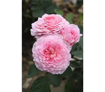 Rosa 'James Galway'® Rosa 'James Galway'®