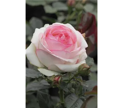 Rosa 'Eden Rose 85'® Rosa 'Eden Rose 85'®