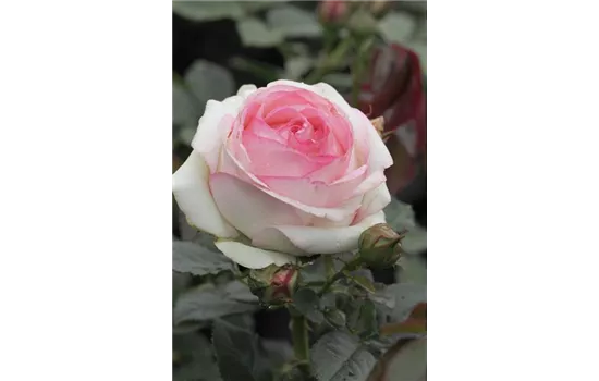 Rosa 'Eden Rose 85'®, Stamm Rosa 'Eden Rose 85'®, Stamm