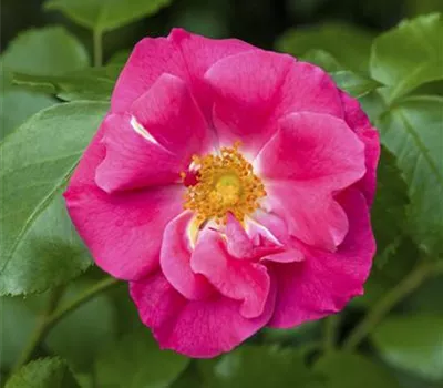 Rosa rugosa 'Rubra'