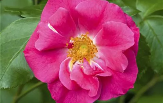 Rosa rugosa 'Rubra' Rosa rugosa 'Rubra'