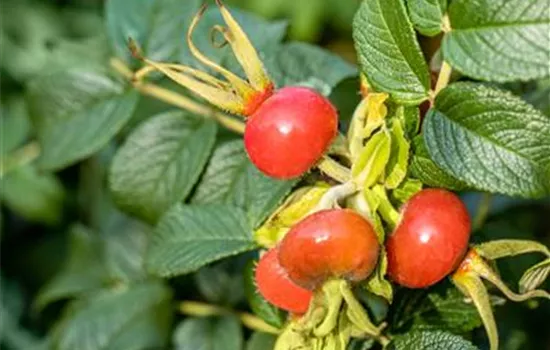 Rosa rugosa 'Alba' Rosa rugosa 'Alba'