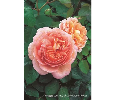 Rosa 'Abraham Darby'® Rosa 'Abraham Darby'®