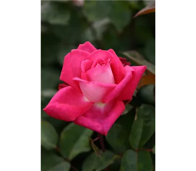 Rosa 'Acapella'® Rosa 'Acapella'®