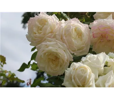 Rosa 'Alaska'® Rosa 'Alaska'®